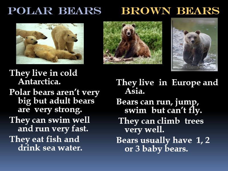 Polar  bears       Brown  bears  